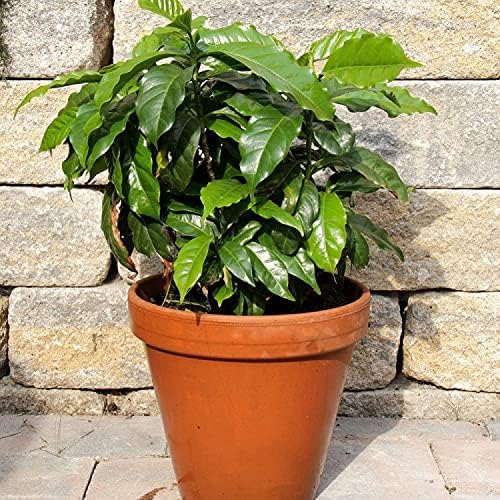 Semillas Árbol de café árabe Enano Montaña Perenne Jardín Flores para Plantar No GMO