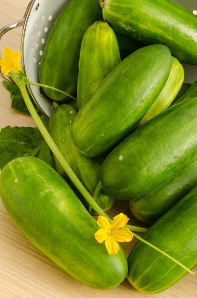 Pepino Rebanado Early Spring Burpless Hybrid Pkt – Aprox. 35 Semillas