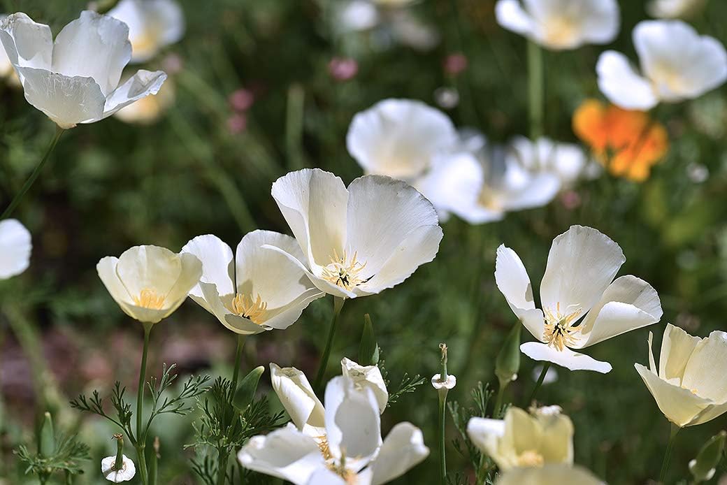Semillas blancas de amapola de California para plantar “Ivory Castle”, más de 1000 semillas por paquete, semillas de jardín de Isla (semillas de