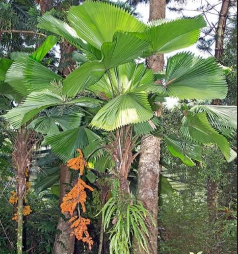Licuala grandis Vanuatu Fan Palm, Palma Abanico Volante, Palas Palm 20 – 150 Semillas (40)