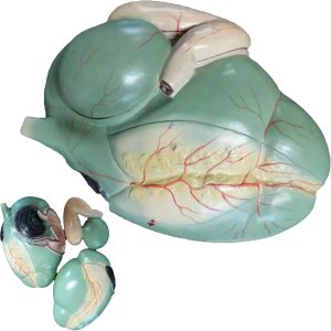 Modelo de anatomía de órgano de estómago de vaca Modelo de estómago anatómico de grado profesional para herramienta de educación de ciencias Modelo de anatomía de órgano de estómago de vaca Modelo de estómago anatómico de grado profesional para herramienta de educación de ciencias