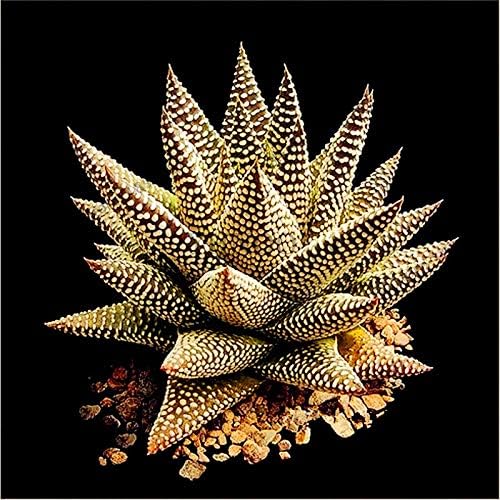 Semillas comestibles frescas de la planta del aloe vera 100pcs para plantar colores mezclados
