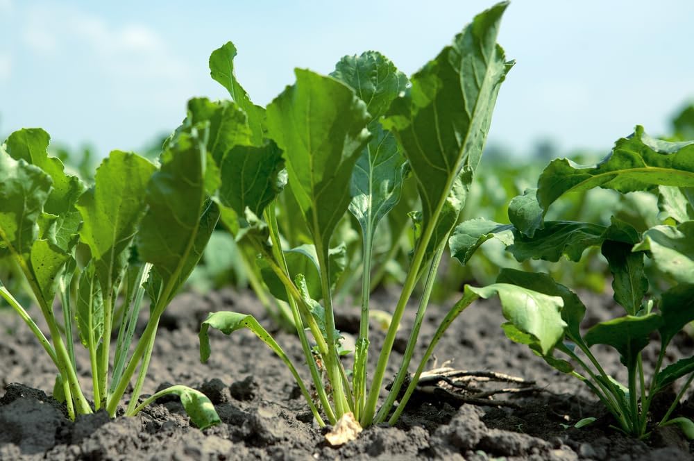 Semillas de rábano Daikon a granel para parcela de alimentos o cultivos de cobertura, rábano chino, japonés o oriental, fáciles de cultivar (20