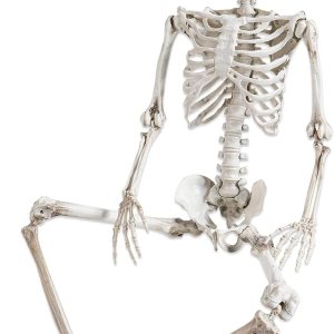 Decoración de esqueleto de Halloween de 5.4 pies, huesos humanos para fiesta de Halloween con articulaciones móviles, para casas encantadas, césped Decoración de esqueleto de Halloween de 5.4 pies, huesos humanos para fiesta de Halloween con articulaciones móviles, para casas encantadas, césped