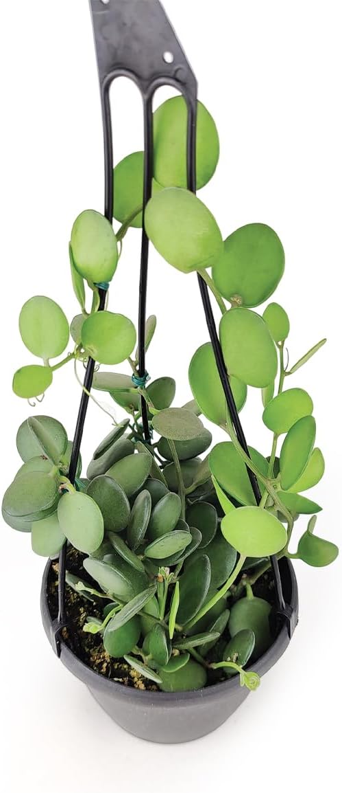 Rare Xerosicyos danguyi ‘Silver Dollar Vine’ (maceta de cultivo de 6 pulgadas)  Planta suculenta rara viva  Planta de interior  Planta de interior