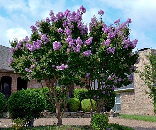 Crape Myrtle Muskogee  10 plantas vivas  Lagerstroemia Indica  Hermoso árbol floreciente de lavanda de bajo mantenimiento