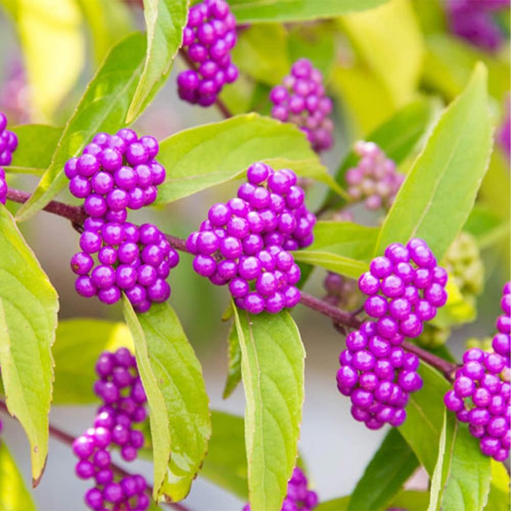 QAUZUY GARDEN 50 semillas de bayas de belleza americanas (Callicarpa Americana)  Arbusto de morera francesa nativa Beautyberry  Llamativa planta de