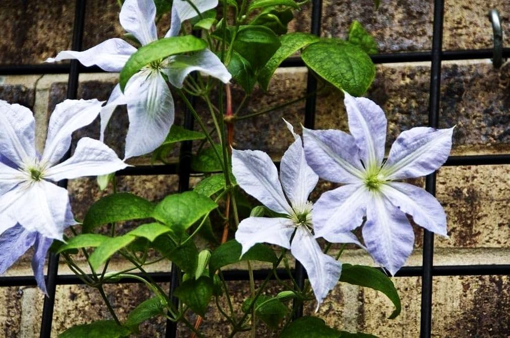 Semillas de flores mixtas Clematis Flor perenne 20 Semillas