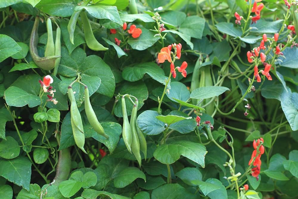 Semillas de frijol Scarlet Runner Pole para plantar, más de 25 semillas de reliquia por paquete, semillas de jardín de Isla (semillas de jardín de