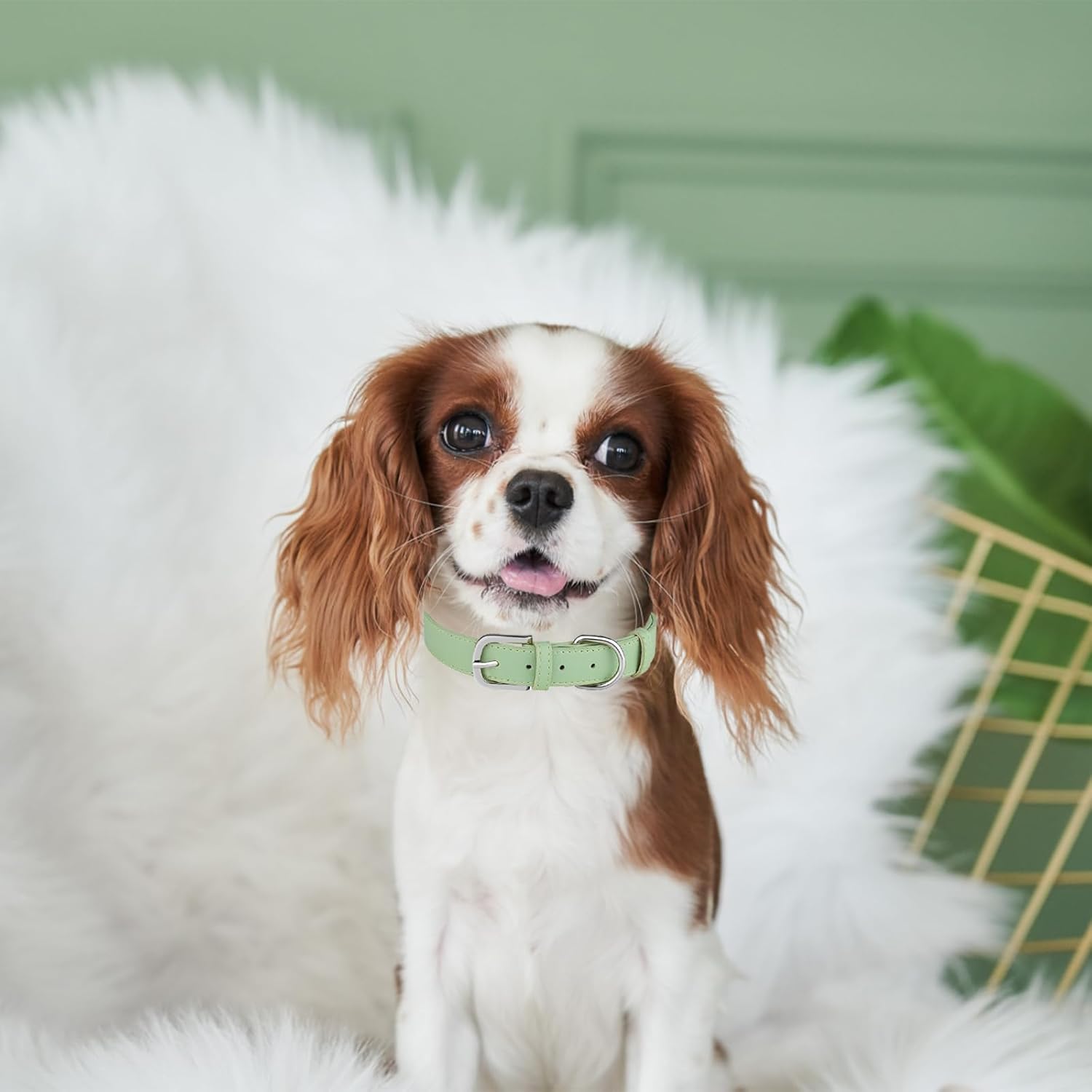 Collar de cuero para perro pequeño, mediano y grande, ajustable, impermeable, con hebilla de aleación, resistente para cachorros y gatitos