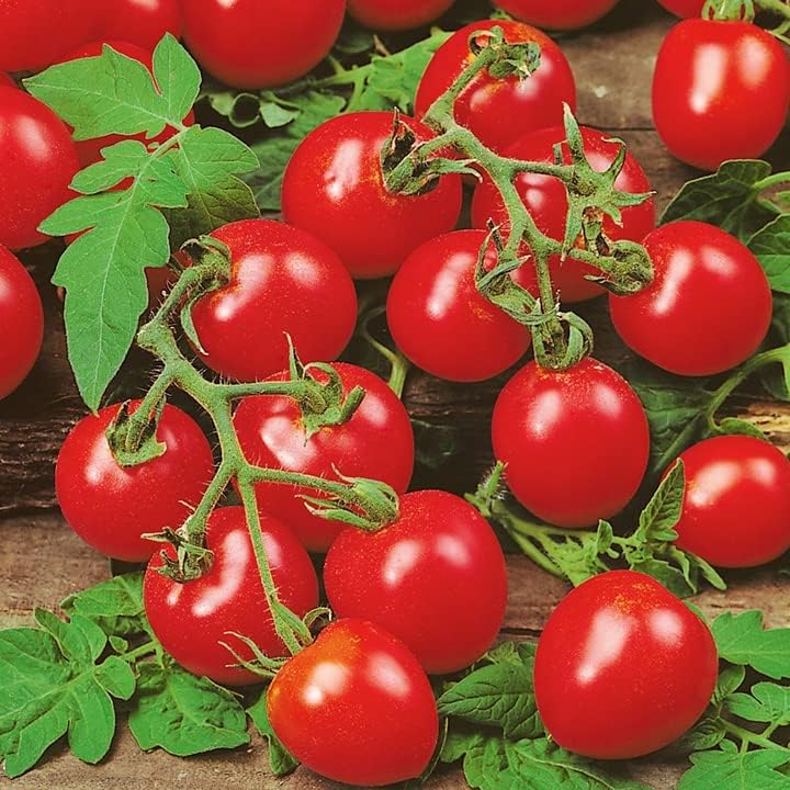 Tomate Cherry Maskotka Cascading Trasero Enano Arbusto Tomate 50+ Semillas para plantar sin OMG
