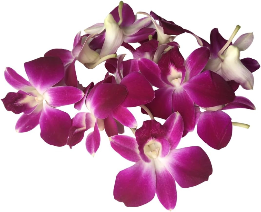 Miami Fresh Orchid Flower OrchidClub USA Sunne Tropical Loose Bloom DIY Lei, decoración de alimentos y bebidas (50 morado)