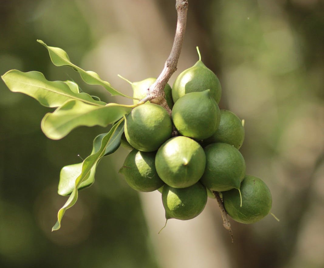 Nueces de macadamia – En cáscara (entera) Tamaño mediano (1 LB)