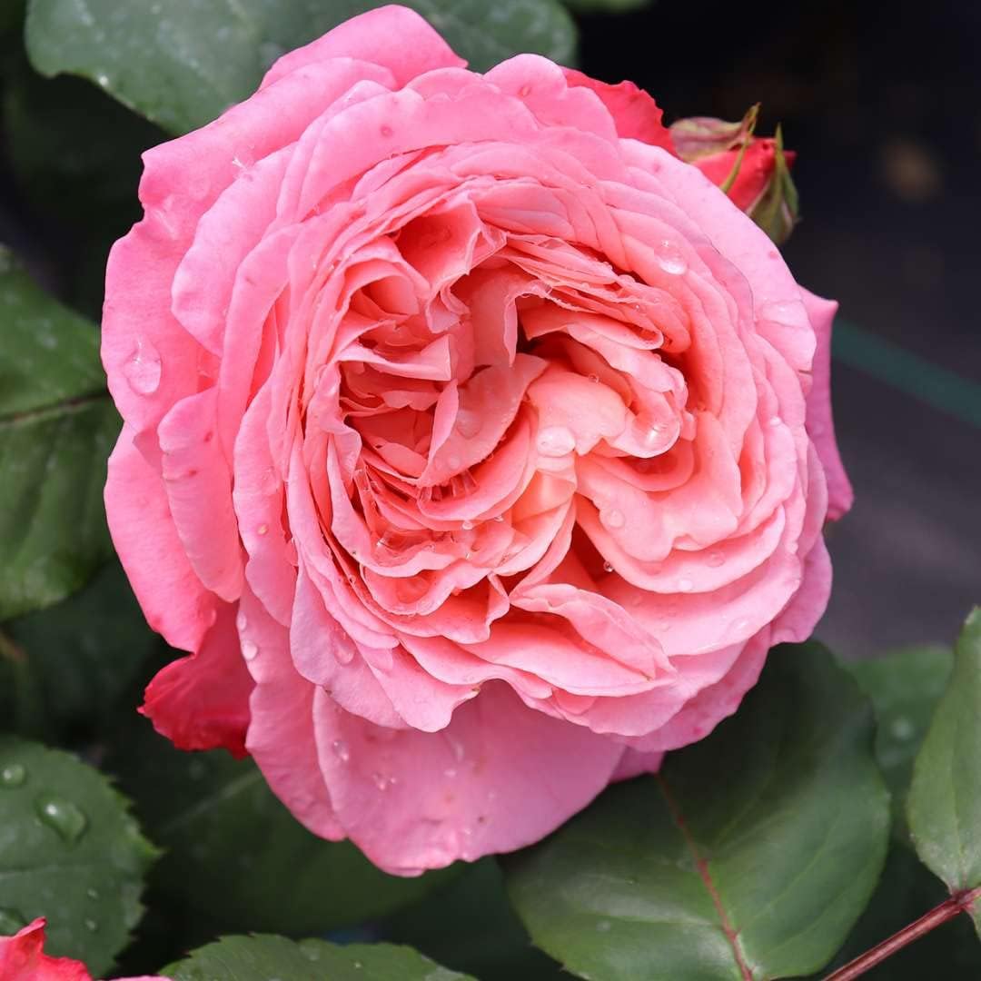 1 galón, Reminiscent Coral Rose (Rosa), Planta viva, Arbusto, Flores rosadas