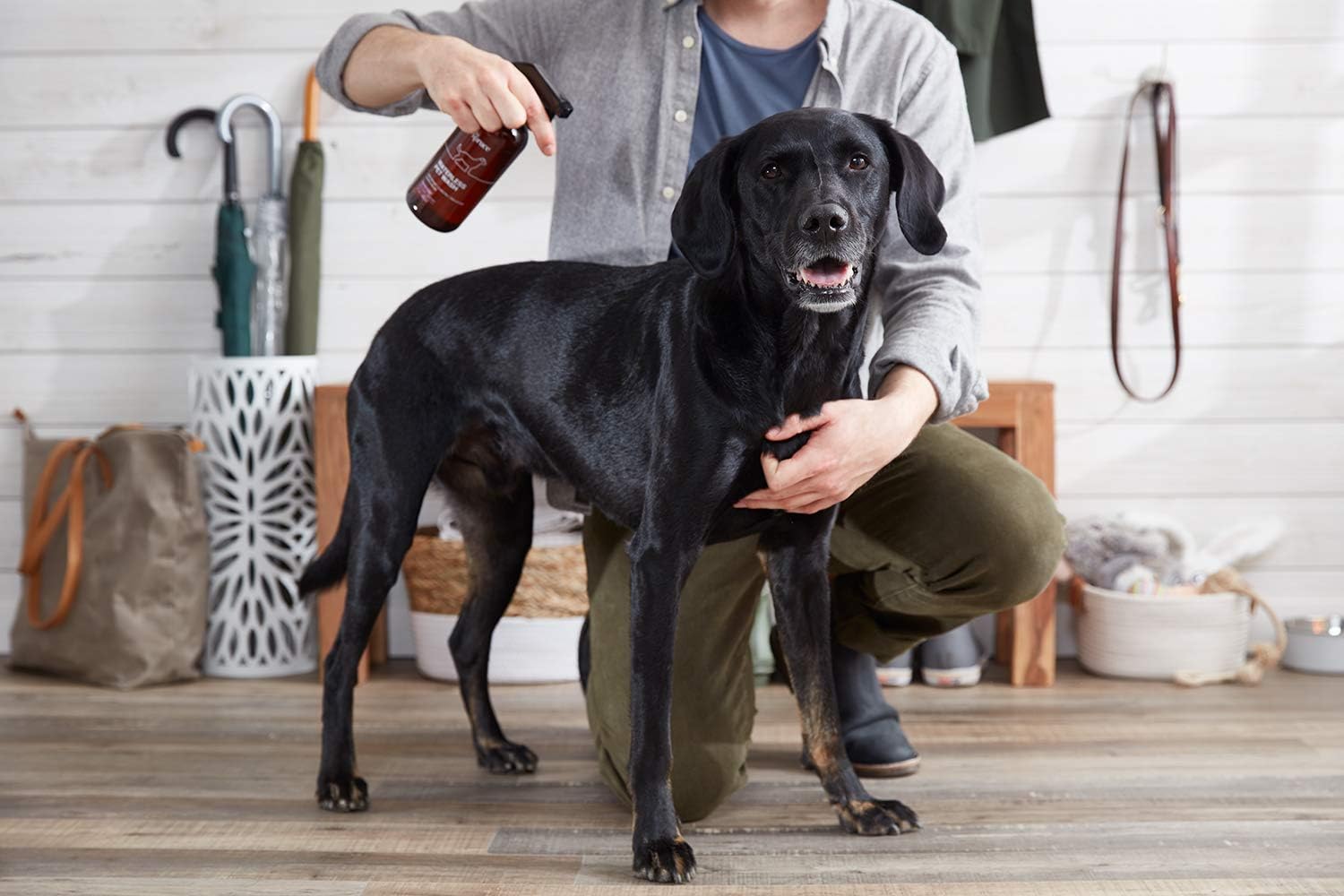 The Spruce Waterless Pet Wash – Champú hidratante sin enjuague para mascotas, cuidado diario de mascotas, limpieza, limpieza y acondicionamiento