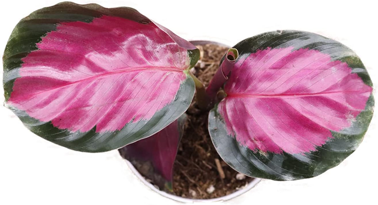 Calathea Roseopicta 2 pulgadas  Ambiente tropical