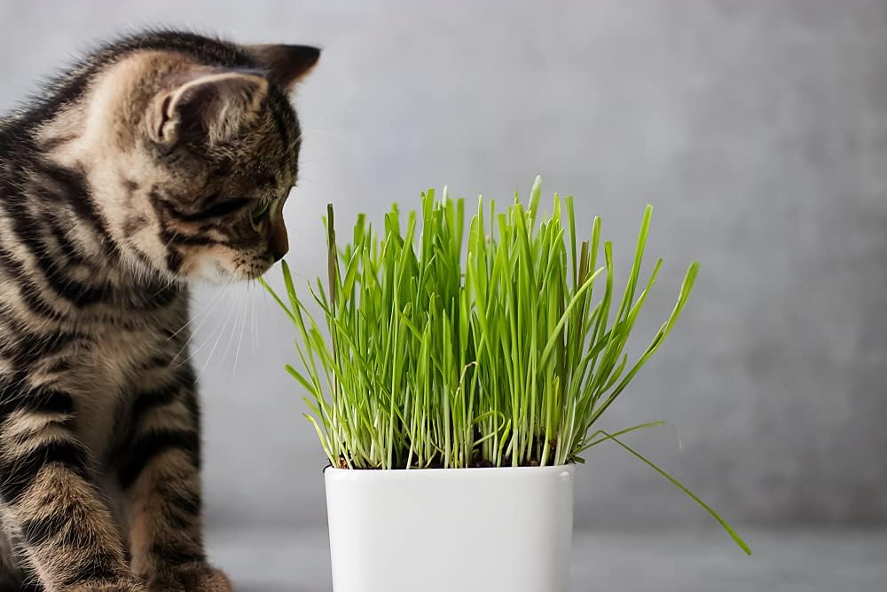 Semillas de hierba de gato para cultivar  Mezcla de 4 vías, centeno, trigo, avena y cebada  Fabricado en Estados Unidos, se envía desde Iowa. (2
