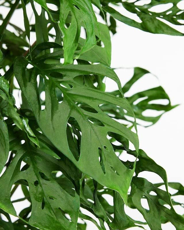 Suelo para plantas Monstera ADANSONII mezcla experta para un crecimiento óptimo y desarrollo de raíces por Gardenera – 3 cuartos de galón