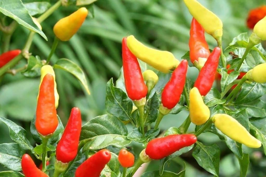 100 semillas de pimienta Tabasco orgánicas tradicionales calientes  No transgénicos  Semillas siempre frescas  Semillas de siembra para huerto