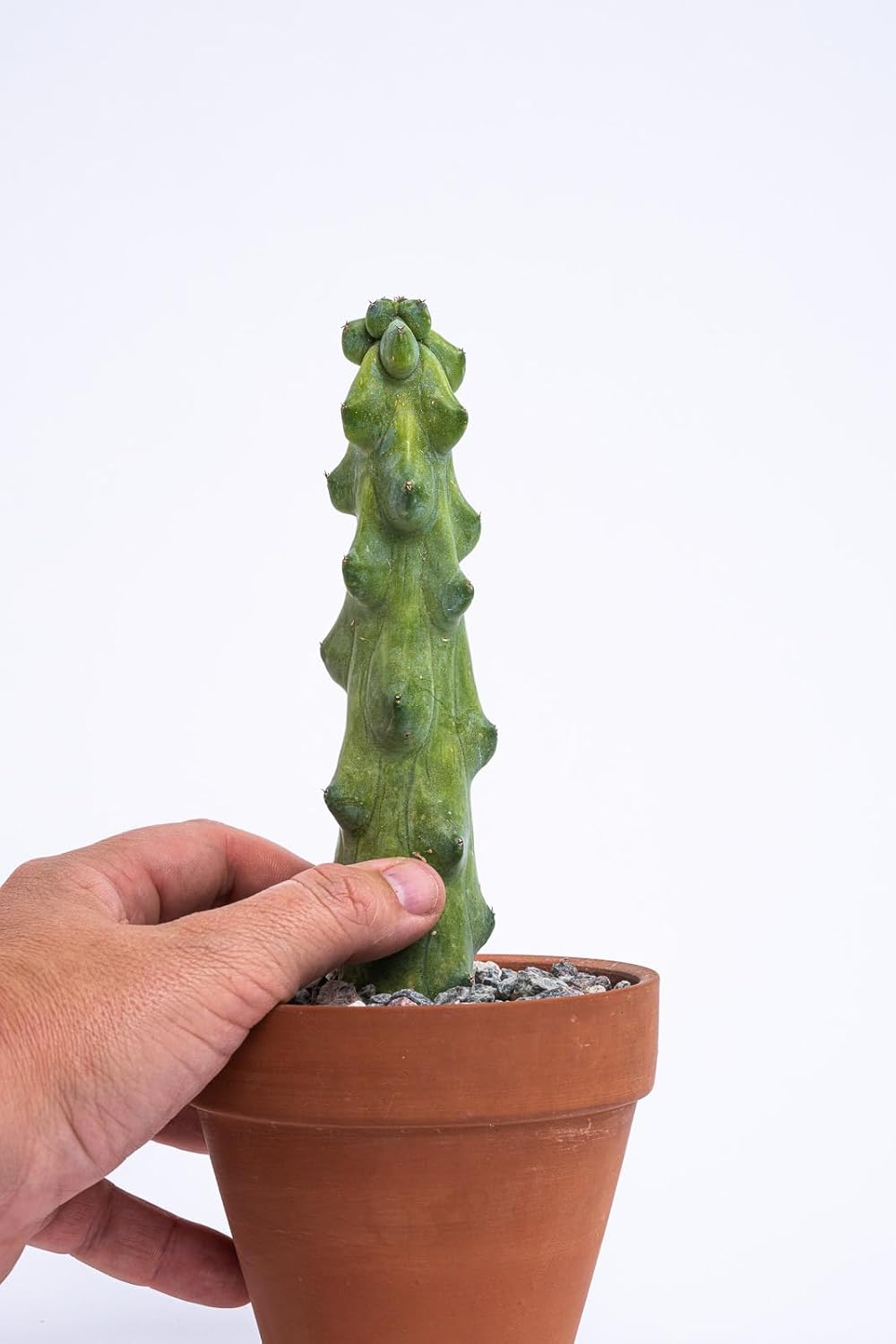 Boobie Cactus Myrtillocactus Geometrizans – Plantas suculentas raras vivas – Plantas de interior maduras para amantes de las plantas y