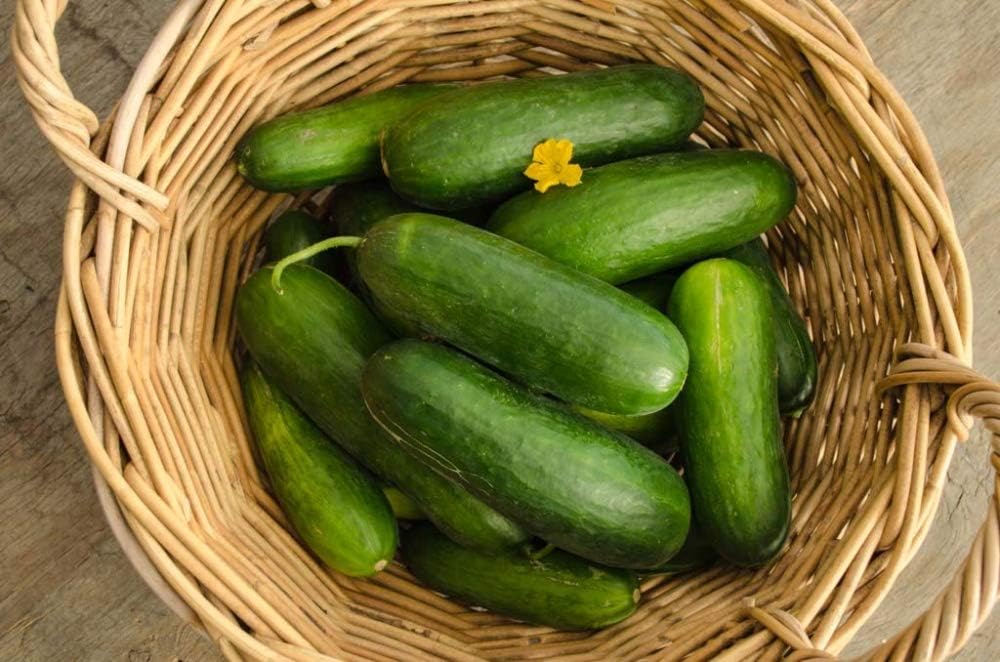 Pepino Rebanado Early Spring Burpless Hybrid Pkt – Aprox. 35 Semillas