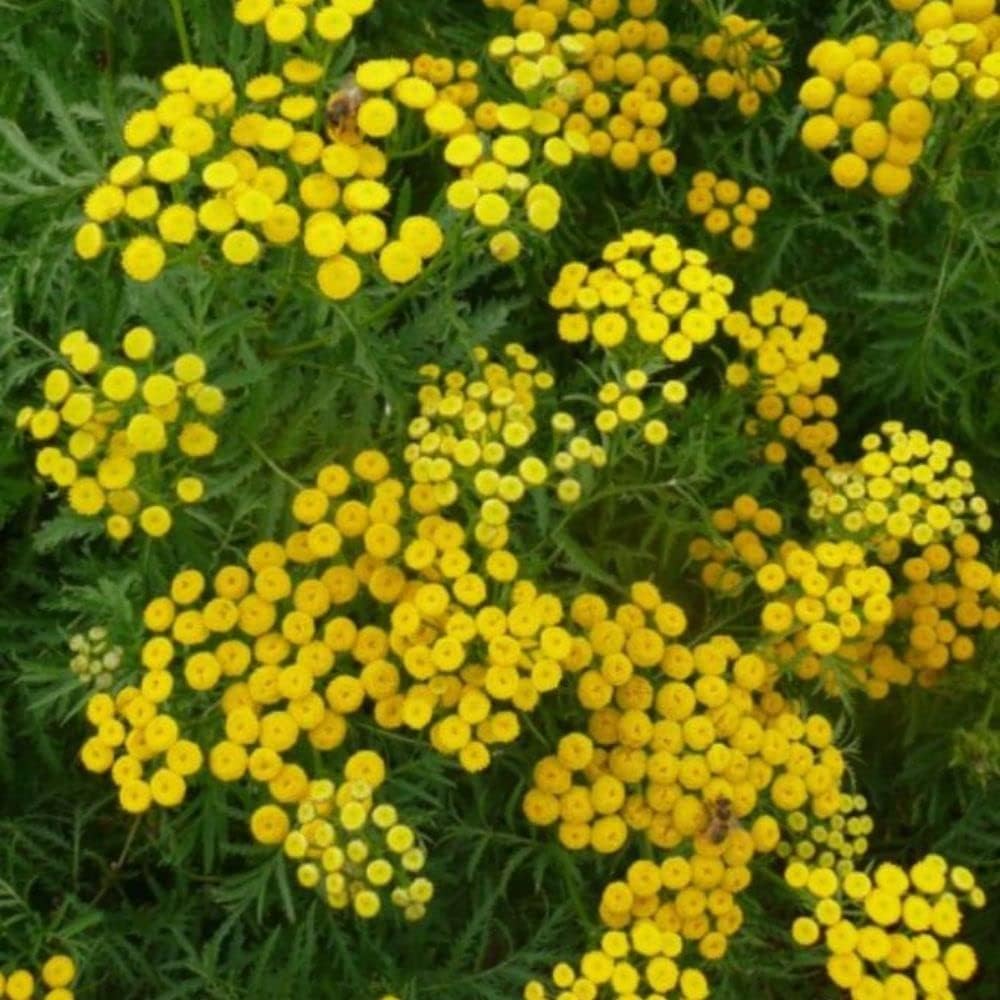 Semillas de tanaceto (Tanacetum vulgare) Paquete de 20 Semillas