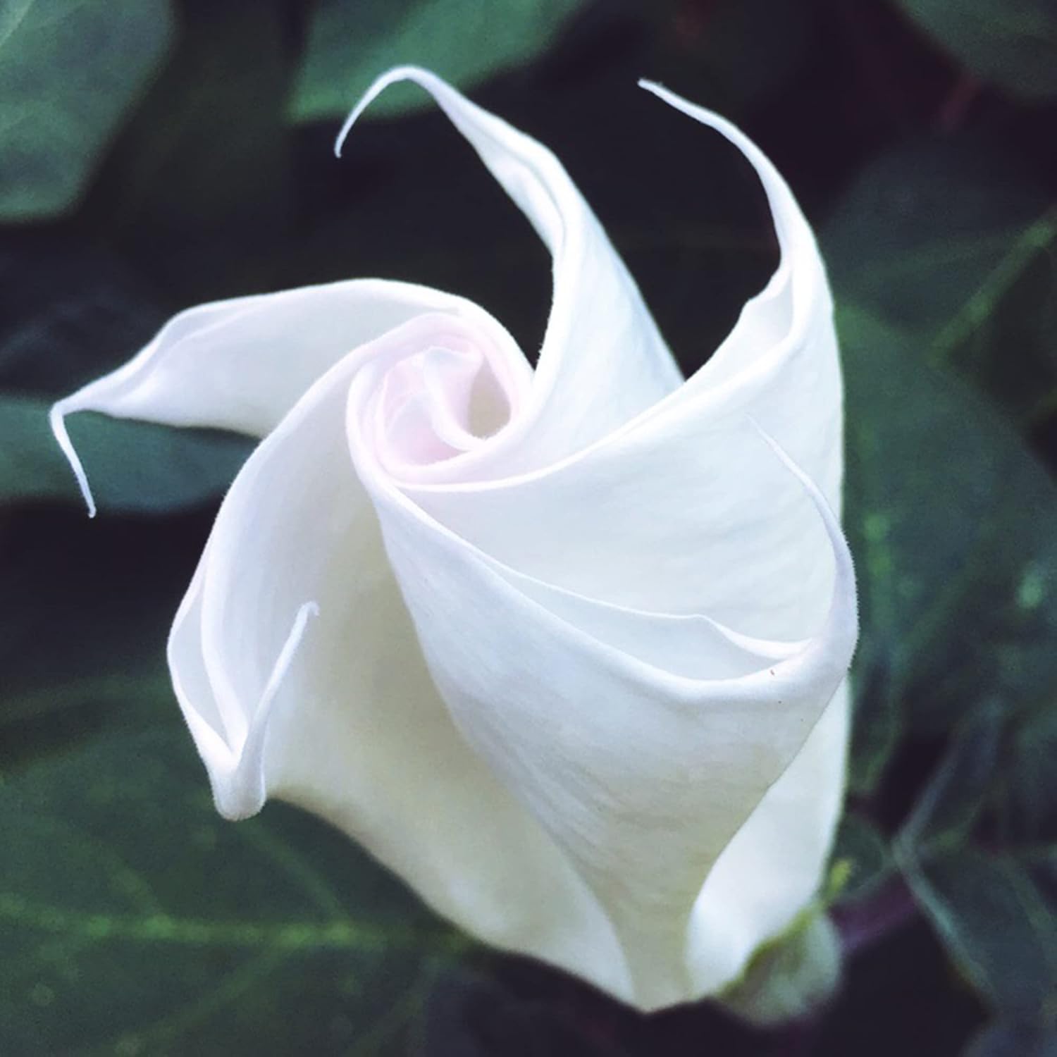 CHUXAY GARDEN Ipomoea Alba-Moonflower,Tropical White Morning-Glory,Moon Vine 30 semillas vistosa planta de acento