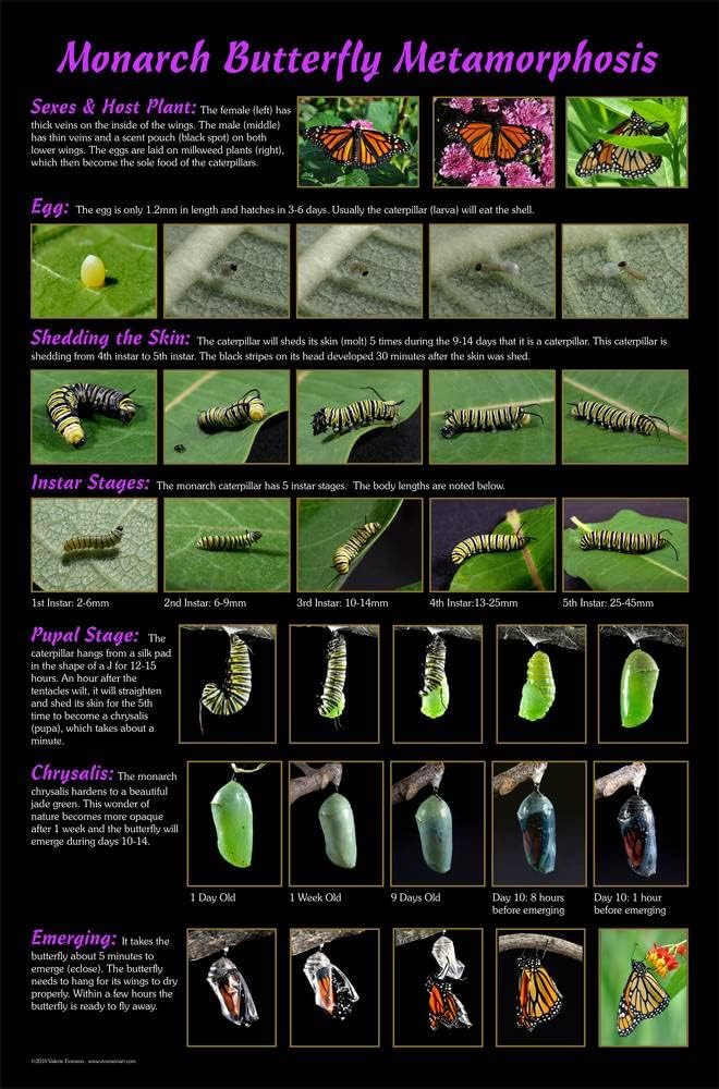 Imagekind Valerie Evanson, diseño de póster de metamorfosis de mariposa monarca con fotos de Valerie Evanson, póster artístico, decoración de pared,