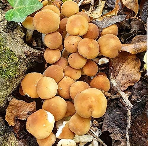 100 tapones de engorde hongos Piopinni para cultivar hongos gourmet y medicinales en casa o comercialmente.