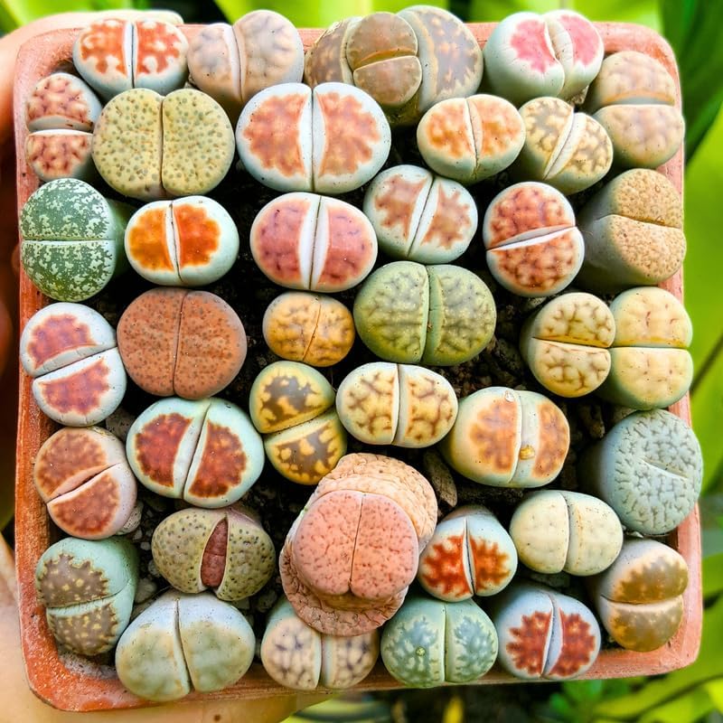 Lithops Plantas vivas grandes Lithops Plantas vivas, 25 plantas suculentas mixtas de Lithop, piedras vivas, plantas suculentas, flores de cactus
