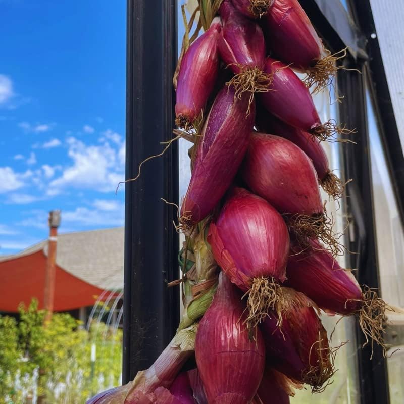 30 Juegos de cebolla roja Bulbos Juegos de cebolla Jardinería de otoño y primavera
