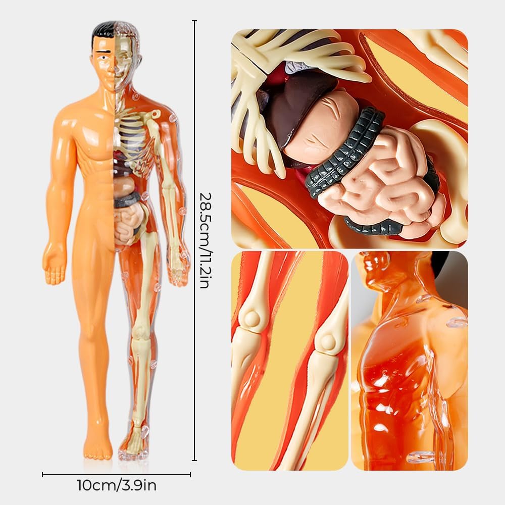 Modelo de torso de cuerpo humano 3D para niños, modelo de anatomía de niños, modelo de Skelton humano anatómico científico con piezas extraíbles,