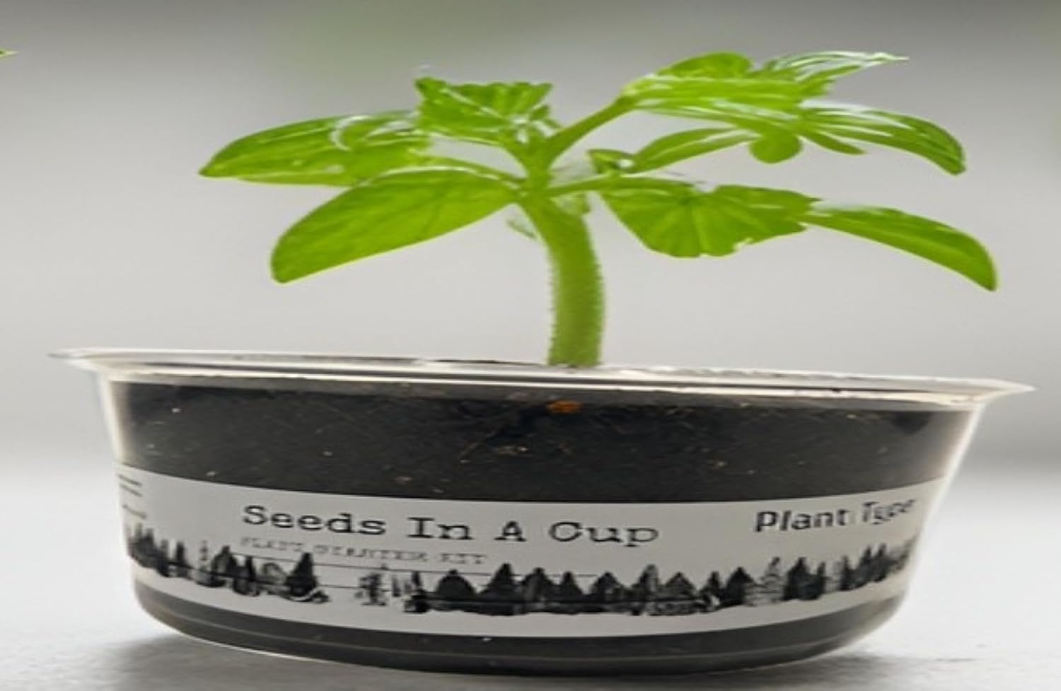 Semillas en una taza – Kit de cultivo de plantas (Tomato)