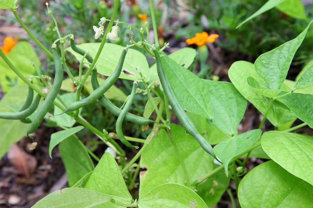 Semillas de frijol de jade para plantar, más de 50 semillas de reliquia por paquete, semillas de jardín de Isla (semillas de jardín de Isla),