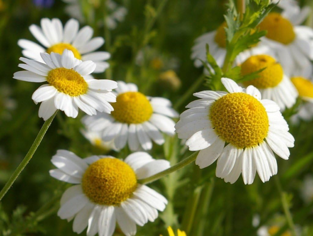 Semillas de manzanilla alemana medicinal hierba silvestre para plantar flores corte jardín reliquia sin OMG – 2500 semillas