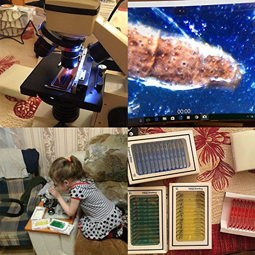 60 piezas preparadas de microscopio diapositivas espécimen de animales, insectos, plantas, flores, muestra biológica, microscopio estéreo para