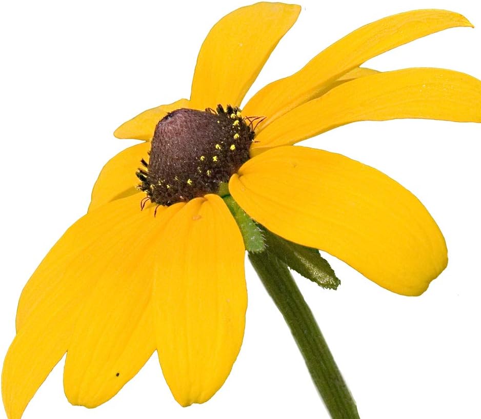 Semillas de flores Susan de ojos marrones para plantar, más de 3000 semillas por paquete, semillas de jardín de Isla (semillas de jardín de Isla),