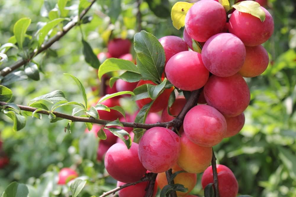 Semillas silvestres de ciruelo para plantar, 10 semillas de Prunus umbellata, fabricadas en Estados Unidos, se envía desde Iowa, árbol o bonsái