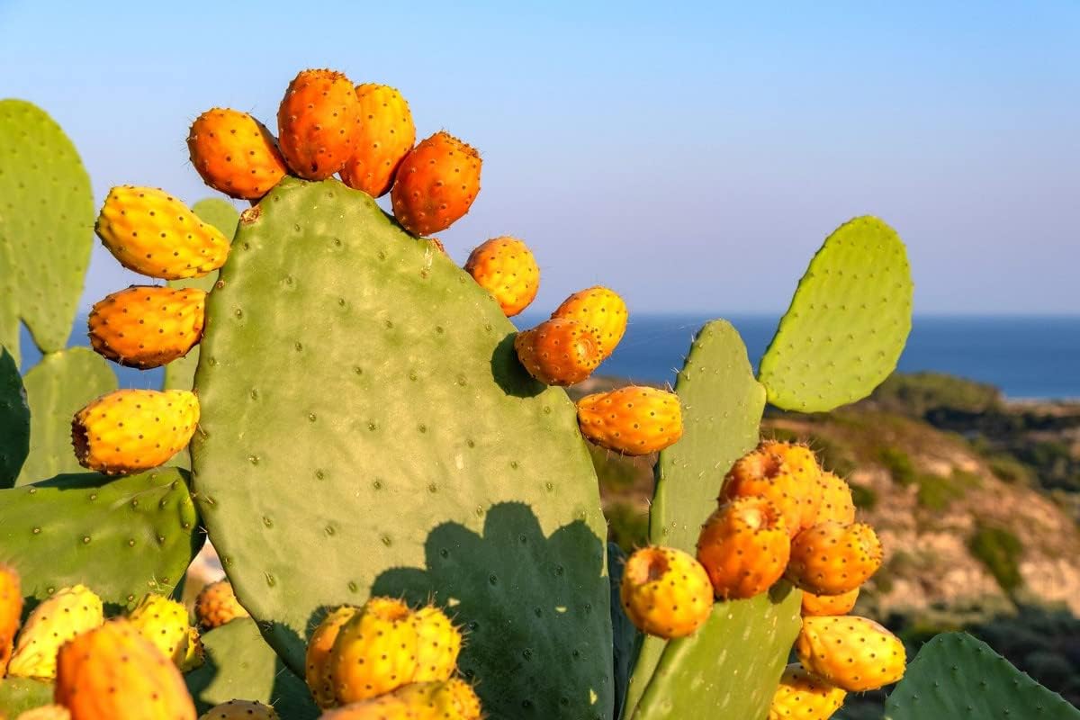 6 almohadillas, cactus de tuna oriental para cultivar, planta suculenta, adornos de jardín perenne fácil de cultivar