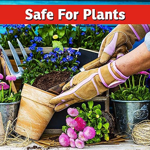 I Must Garden – Repelente de ciervos especial concentrado de 32 onzas + 32 onzas en aerosol listo para usar – Aroma natural a menta