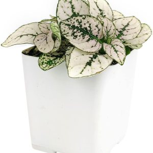 Hypoestes Phyllostachya Splash White (maceta de 2 pulgadas4 pulgadas6 pulgadas) Planta de interior fácil de cultivar y de bajo mantenimiento Hypoestes Phyllostachya Splash White (maceta de 2 pulgadas4 pulgadas6 pulgadas) Planta de interior fácil de cultivar y de bajo mantenimiento