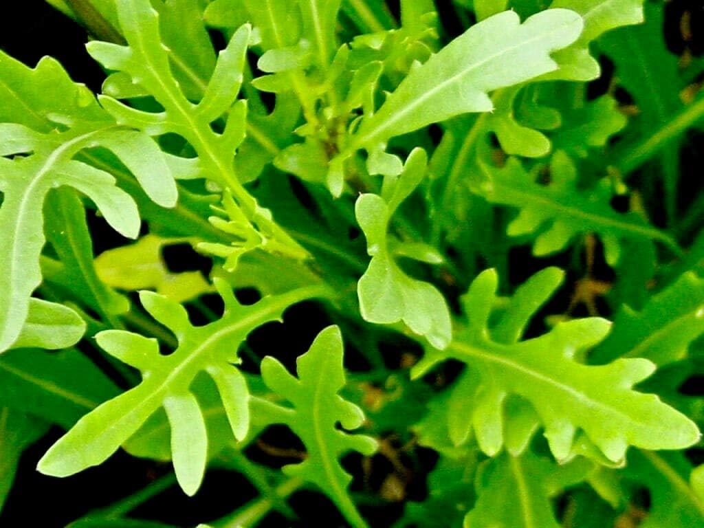 Ensalada de rúcula Rocket Rucola más de 1000 semillas para plantar