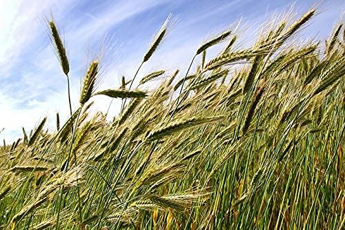 Triticale (1)