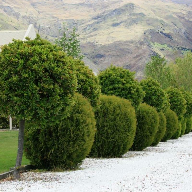 Laurus Nobilis – Árbol de hoja de laurel dulce, árbol de laurel dulce, árbol de laurel de laurel, 6-8 pulgadas de alto