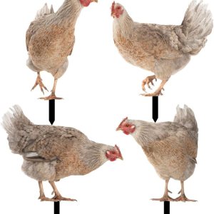HANABASS Juego de 4 estacas decorativas de acrílico para jardín, estatuas de gallina, decoración de gallina, gallo y animales para patio trasero, HANABASS Juego de 4 estacas decorativas de acrílico para jardín, estatuas de gallina, decoración de gallina, gallo y animales para patio trasero,