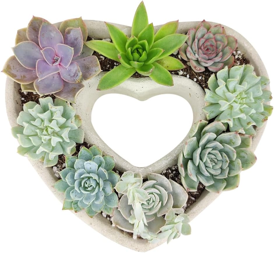Plantas suculentas vivas en maceta de concreto en forma de corazón de 9 pulgadas, suculentas vivas totalmente arraigadas en macetas de decoración