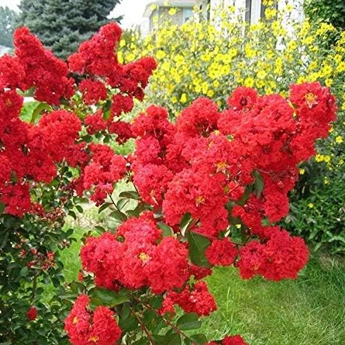 Crape Myrtle Dynamite Red  3 plantas vivas  Flores rojas vívidas y crecimiento resistente, planta viva, arbusto ornamental para una impresionante