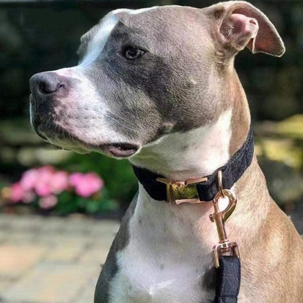 Juego de collar y correa de terciopelo para perro, collar y correa suaves y cómodos, collares ajustables con hebilla de metal resistente para perros