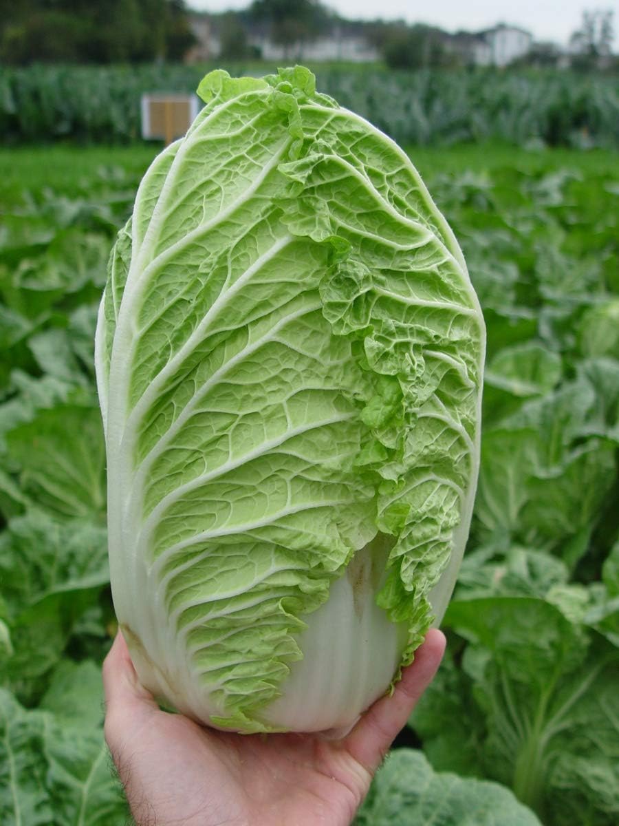 Semillas Verduras Pekín Col China Michelle Green – 100 Semillas