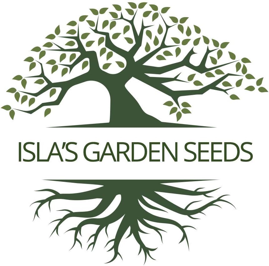 Semillas de frijol italiano Roma II para plantar, más de 30 semillas de reliquia por paquete, semillas de jardín de Isla (semillas de jardín de